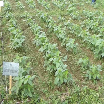 Scientific method and socioeconomic training for evidence-based smallholder farming