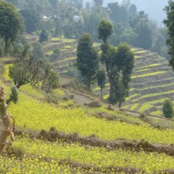 Terrace and hillside agriculture for erosion control and sustainable farming