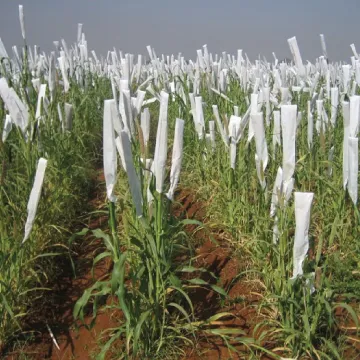 Crop breeding by farmers – participatory seed selection and variety improvement